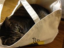 最近のお気に入り
