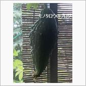 ひっそり生りました♪