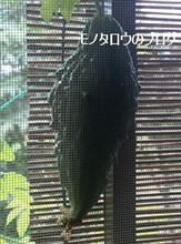 ひっそり生りました♪ ひっそり生りました♪