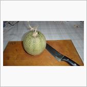 メロンの味　と　秋冬野菜育苗 ...