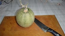 メロンの味　と　秋冬野菜育苗開始