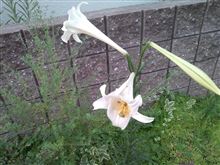 気がつくと、ほら、夏は足元に。
