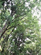 トミカでプリメーラを作るぞ！？　その３　と夏休み前半まとめ。
