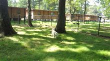 DogRun