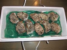 岩牡蠣はやはり新潟産が旨い