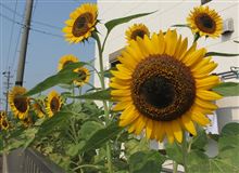 南の風、晴れ。