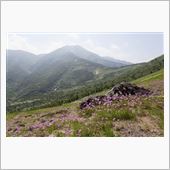 白山加賀禅定道の今年最後の花畑