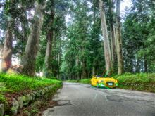 ECO☆CRZのエコ散歩～西日射す日光杉並木～