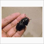 脱獄犯