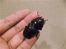 脱獄犯