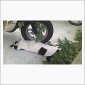 この暑さ(=^・^=)ネコも ...