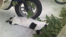 この暑さ(=^・^=)ネコもグッたり。。