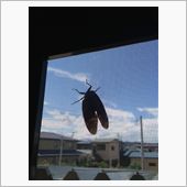 みーんみーん