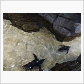やっぱりペンギンってカッコイ ...