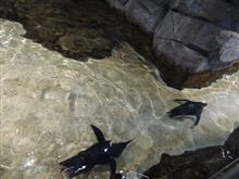 やっぱりペンギンってカッコイイ。
