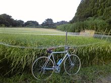 今日の夕走り
