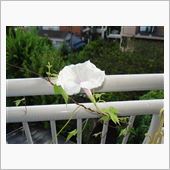 自然観察用の朝顔の花♪
