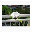 自然観察用の朝顔の花♪