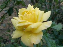 雨上がりにバラの花を撮影会ёё