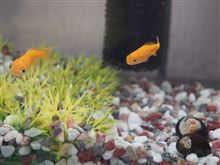 金魚の赤ちゃん。。。