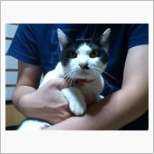 ねこ