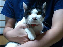 ねこ