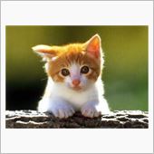 ねこっ毛なのです・・・。