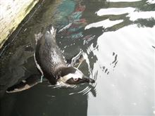 オジーとペンギン