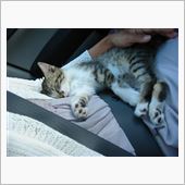 なぜか猫も一緒に暮らすことに ...