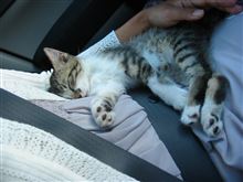なぜか猫も一緒に暮らすことになりました