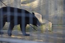 秋田市大森山動物園 ミルヴェ 