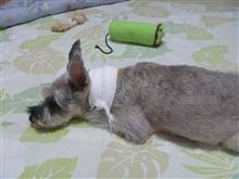 出血