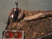 カブトムシ大往生とシート下の錆びと日本酒 カブトムシ大往生とシート下の錆びと日本酒