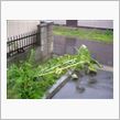 雨どい作戦