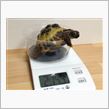 2013.9.17　かめ吉の身体測定