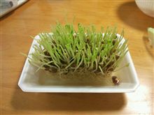 豆苗の再収穫にチャレンジしてみます