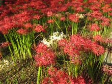 巾着田の曼珠沙華