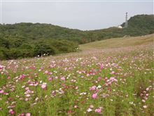 内山牧場大コスモス園(佐久市)