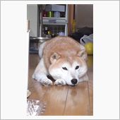 たんこぶタイヤ・・・・(T_ ...
