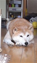 たんこぶタイヤ・・・・(T_T)