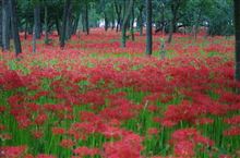 高麗の巾着田