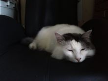 猫、入院す。