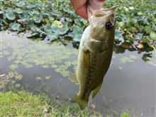釣れすぎ注意…( ̄▽ ̄;) 釣れすぎ注意…( ̄▽ ̄;)