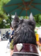 32WANにて大勢のシュナちやんと久しぶりのドッグラン