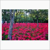 巾着田曼珠沙華公園＆入間アウ ...