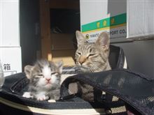 子猫と今後の予定っぽい駄文