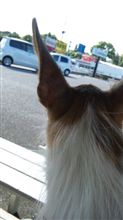 ほろ苦デビュー