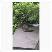 人間だもの