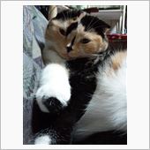 金木犀のかおるころ♪
