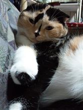金木犀のかおるころ♪